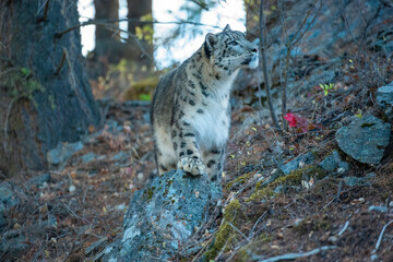 Fototapeta premium Snow Leopard