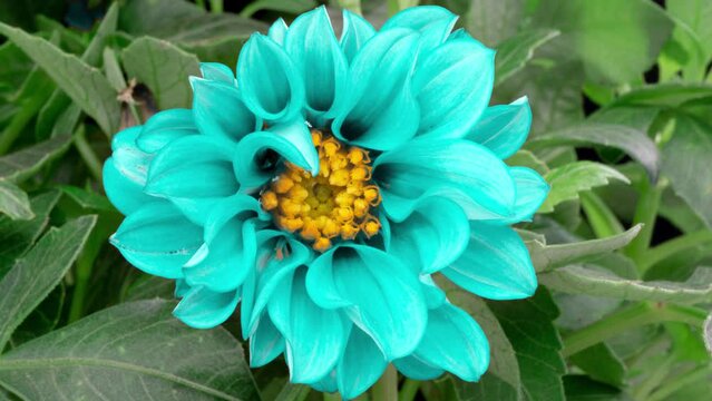 4K Time lapse of blooming Flower. Beautiful blue Dahlia opening up. Timelapse of growing blossom big flower on green leaves background. Top view.