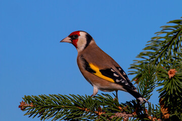 A European goldfinsh isolated on a branch of tree. Blue sky with colorful bird. Carduelis carduelis.