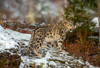 Snow Leopard