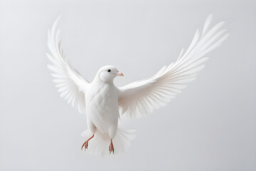 white bird of peace on white background, high key