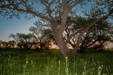 Calden forest landscape, La Pampa province, Patagonia, Argentina.