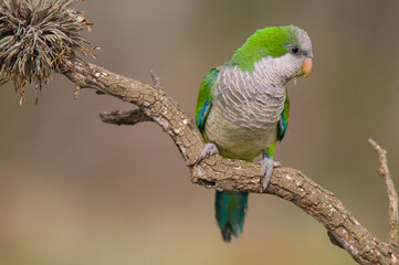 Parakeet perched on a branch of Calden , La Pampa, Patagonia, Argentina