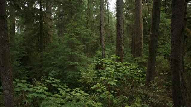 Zoom in to trees in lush green rain forest / Neilton, Washington, United States