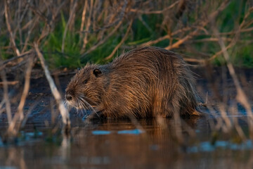Coipo, Myocastor coypus, La Pampa Province, Patagonia, Argentina.