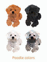 Poodle colors breed, dog drawing. Cute dog characters in a siiting pose, designs for prints, adorable and cute Poodle cartoon vector set, in different poses. Flat cartoon style All poodle colors.