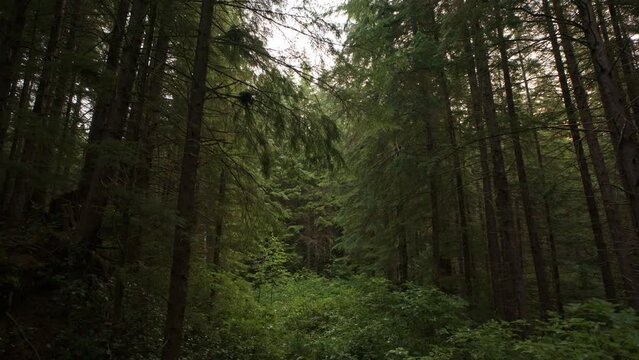 Approaching between trees in dense green rain forest / Forks, Washington, United States