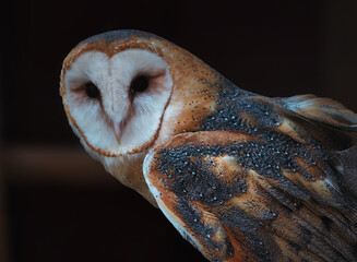 Barn Owl