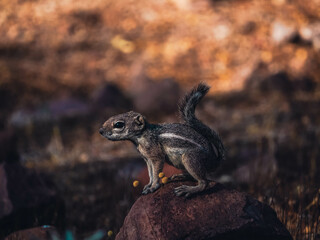 Desert Squirrel