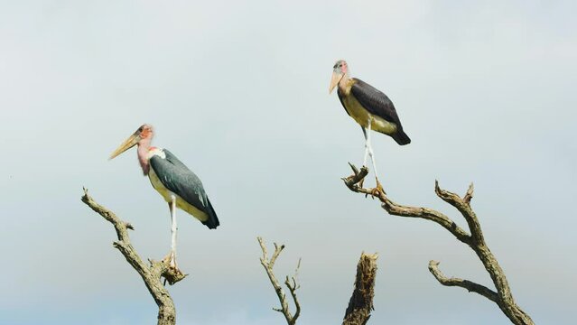 Footage of two marabou storks (Leptoptilos crumenifer) perched on a tree in South Africa. 
