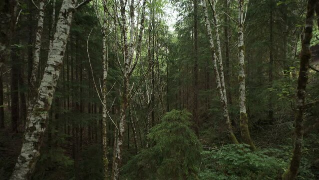 Approaching between red alder trees in dense green rain forest / Forks, Washington, United States