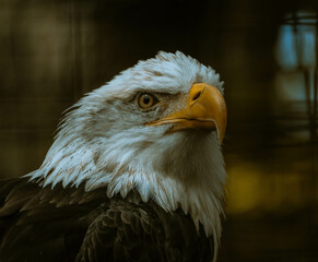 Bald eagle
