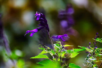 Purple Salvia or Sage flowers. Floral close up against dark blurred green background. Wicklow, Ireland