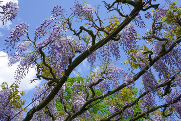 beautiful cascading wisteria flowers during summertime bloom. decorative flowers in park   