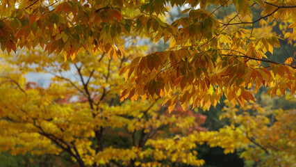 Trees are changing leaves color from green to yellow or red, feeling of autumn scenery.
