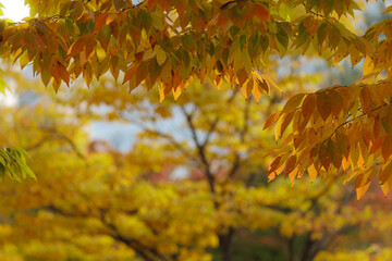 Trees are changing leaves color from green to yellow or red, feeling of autumn scenery.