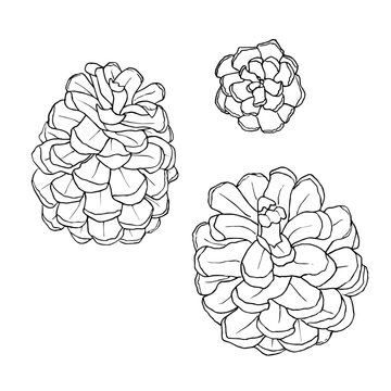 Set of hand drawn pine cones. Vector illustration. Line drawing. For coloring, cards, printing, packaging, invitations, business cards, advertising