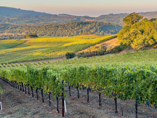 Naklejka premium A expansive vineyard in the early morning light. Looking down the hill with vines growing in parallel. Hills and sky are in the background