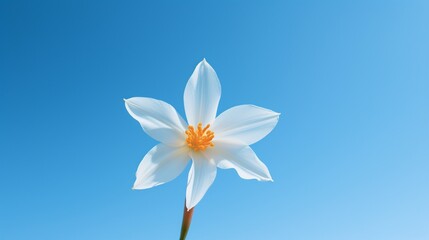 An ultra HD 8K photograph of a Starflower Daffodil set against a backdrop of a clear blue sky, with every petal's detail meticulously captured.