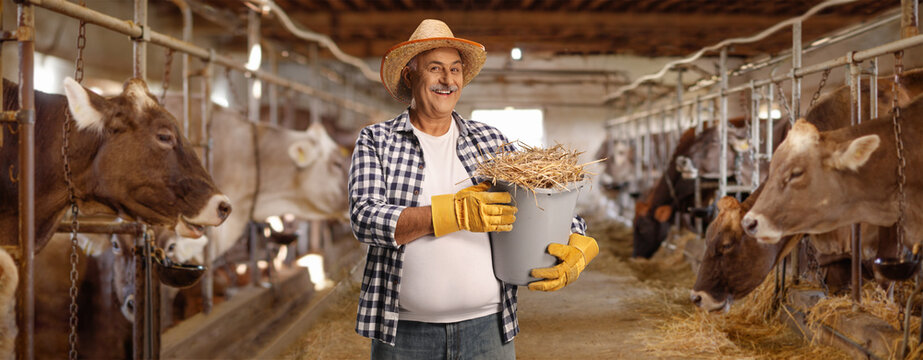 Mature farmer holding a bucket full of hay at a cow shed