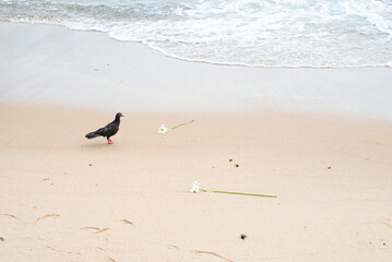 Pigeon walking quickly on the beach sand.