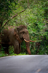 male elephant with beautiful ivory walking through forest in khao yai natinal park,khaoyai is one of most important natural sanctuary in south east asia