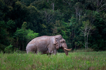 beautiful male elephant with large ivory standing on green field of khao yai national park,khaoyai is one of most important natural sanctuary in south east asia