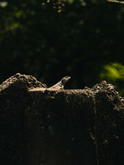 lizard on a rock