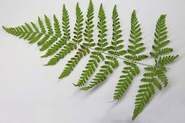 Dried fern leaf herbarium on a white background. 