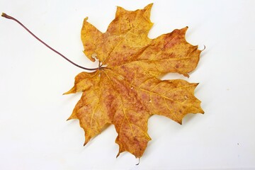 Dry orange maple leaf on white background