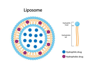 Liposome, with hydrophilic and hydrophobic loads. Phospholipids, Drug encapsulation. Vector illustration. - obrazy, fototapety, plakaty