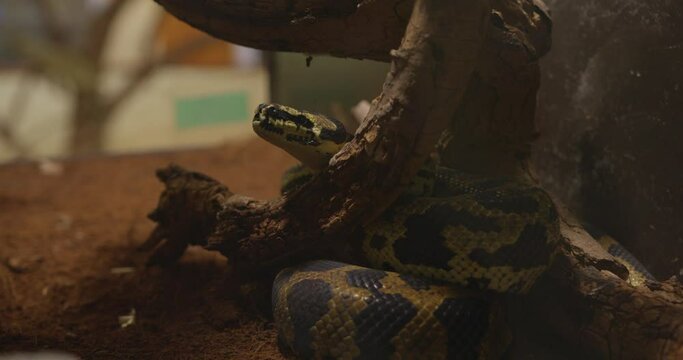 A python in zoo terrarium