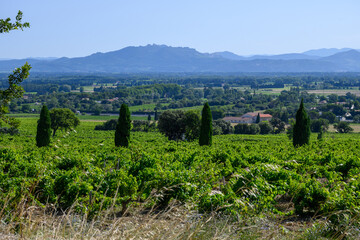Vineyards of Chateauneuf du Pape appelation with grapes growing on soils with large rounded stones galets roules, view on Ventoux mountain, famous red wines, France