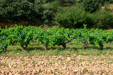 Vineyards of Chateauneuf du Pape appelation with grapes growing on soils with large rounded stones...