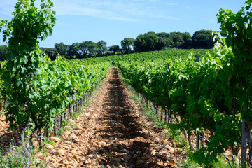 Fototapeta na wymiar Vineyards of Chateauneuf du Pape appellation with grapes growing on soils with large rounded stones galets roules, lime stones, gravels, sand.and clay, famous red wines, France