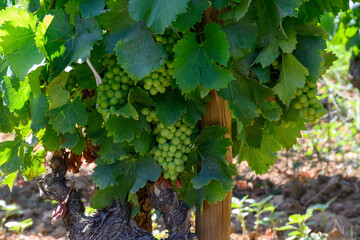 Vineyards of Chateauneuf du Pape appellation with grapes growing on soils with large rounded stones galets roules, lime stones, gravels, sand.and clay, famous red wines, France