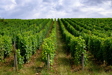 Vineyards of Pouilly-Fume appellation, making of dry white wine from sauvignon blanc grape growing on different types of soils, France - obrazy, fototapety, plakaty
