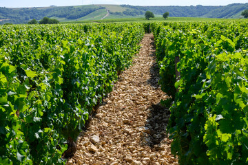 Fototapeta na wymiar View on vineyards around Sancerre wine making village, rows of sauvignon blanc grapes on hills with different soils, Cher, Loire valley, France