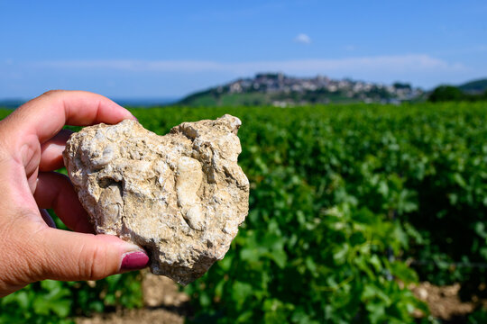 Example of caillottes Kimmerdigin limestone with oyster traces on vineyards around Sancerre wine making village, rows of sauvignon blanc grapes on hills, Cher, Loire valley, France