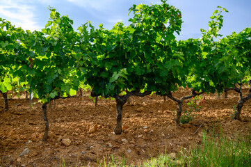 View on green grand cru vineyards Cotes de Provence, production of rose wine near Grimaud village, Var, France