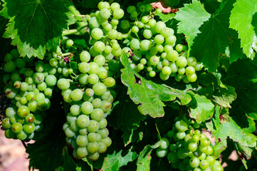 Vineyards of Chateauneuf du Pape appellation with grapes growing on soils with large rounded stones galets roules, lime stones, gravels, sand.and clay, famous red wines, France