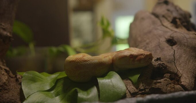An albino python in zoo terrarium