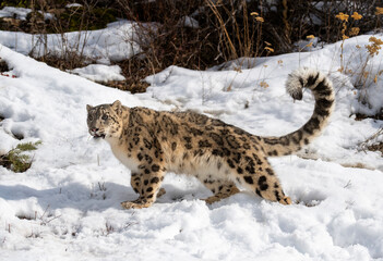 Snow Leopard