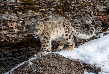 Snow Leopard