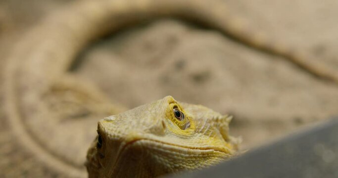 Close up shot of bearded dragon in a zoo