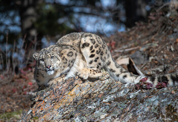 Snow Leopard