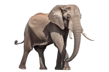 Obraz premium a bull African elephant side-view isolated on transparent background.