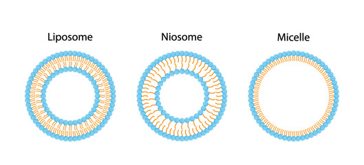 Liposome structure, phospholipid bilayer with hydrophilic head and hydrophobic tails. Niosome, single chain surfactant molecule (nonionic). Micelle, amphiphilic colloidal structure. Drug delivery.