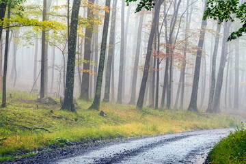 Gravel Road through Foggy Wilderness