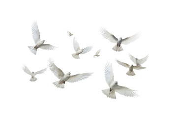 white doves in flight - obrazy, fototapety, plakaty